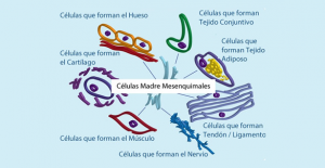 Células madre mesenquimales