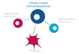 Tipos de células madre del cordón umbilical: Hematopoyéticas