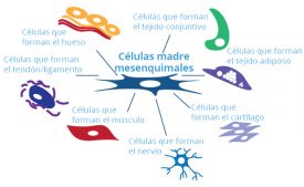 Tipos de células madre del cordón umbilical: Mesenquimales